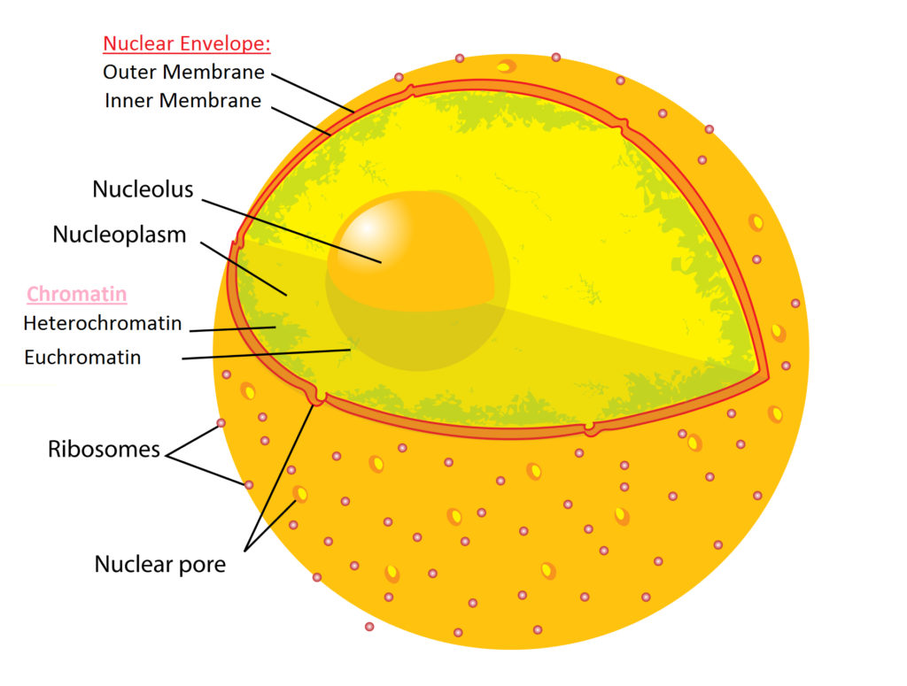 nucleus-definition-structure-parts-functions-diagram