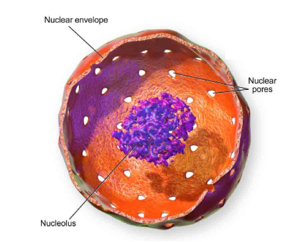 What Is Nucleus In Biology Pdf