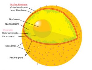 what is the function of a nucleus