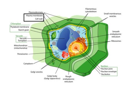 image of plant cell