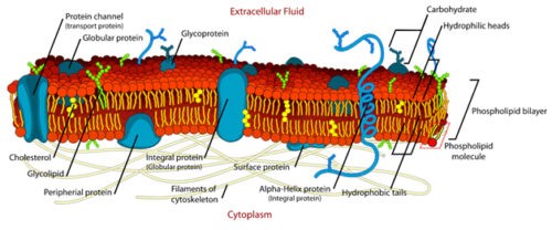 image of Plasma Membrane Detailed Diagram