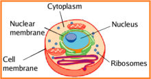 Difference between Lysosome and Ribosome | Biology EduCare
