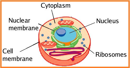 image of ribosome