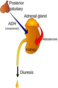 image of Role of ADH