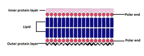 image of The unit membrane model of Robertson