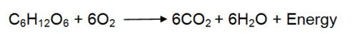 image of Aerobic respiration equation