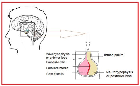 image of hypophysis and its different parts