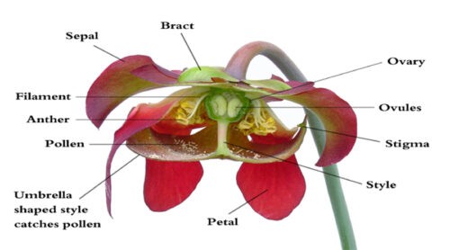 image of Parts of flowers