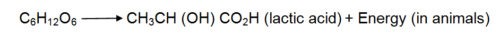 image of anaerobic respiration equation in animals