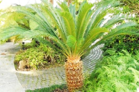 image of Cycas revoluta