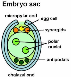 image of Embryonic sac of angiosperm flower