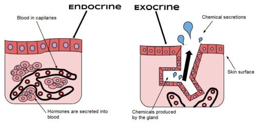 image of Endocrine and exocrine glands