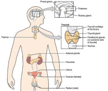 image of Endocrine glands