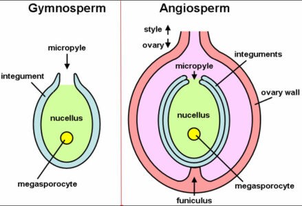 image of Ovule of gymnosperm and angiosperm