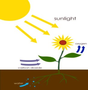 image of Photosynthesis