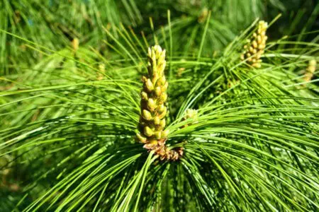 image of Pinus wallichiana