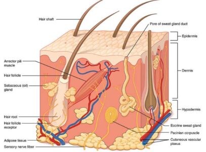 image of Section of human Skin