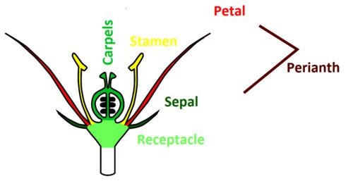 image of floral parts of angiosperms