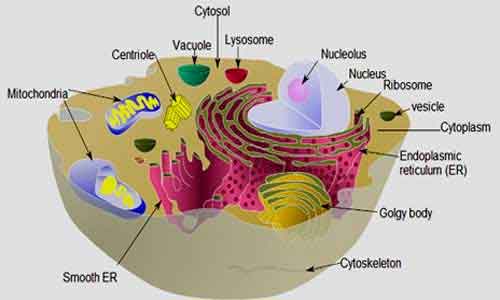 image of Cytoplasm-Vs-Cytosol