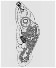 image of Lecithochirium sp