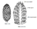 Pinus: Salient Features, Morphology and Reproduction | Biology EduCare