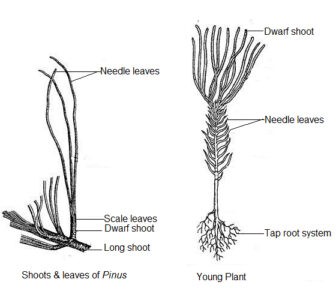 image of Shoots and leaves of Pinus