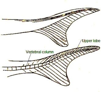 Chondrichthyes Vs Osteichthyes:General Characteristics and Differences ...