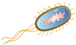 image of E coli