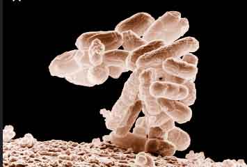 image of Exotoxin vs endotoxin