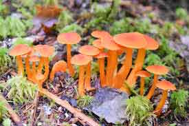 image of Fungus