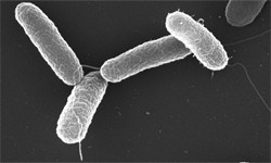 image of Salmonella