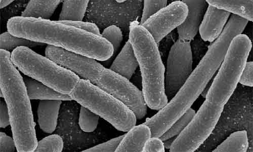 image of Denitrifying Bacteria