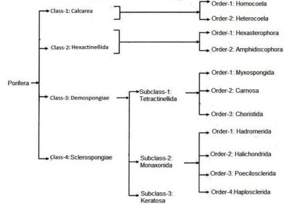 imager of Classification of Porifera