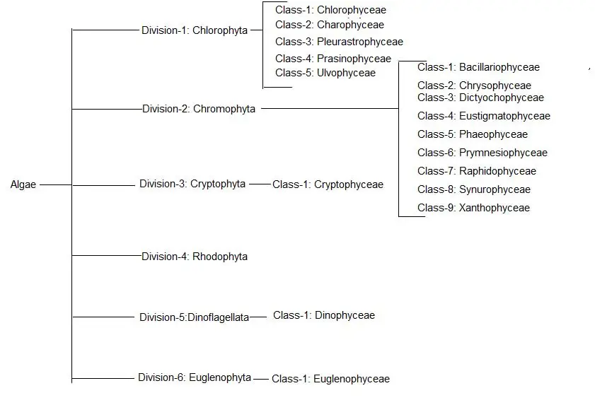 image of Algae classification at a glance