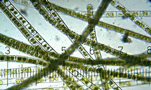 image of Algae structure