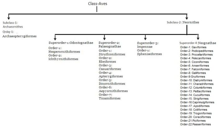 Aves: Characteristics, Classification And Examples | Biology EduCare