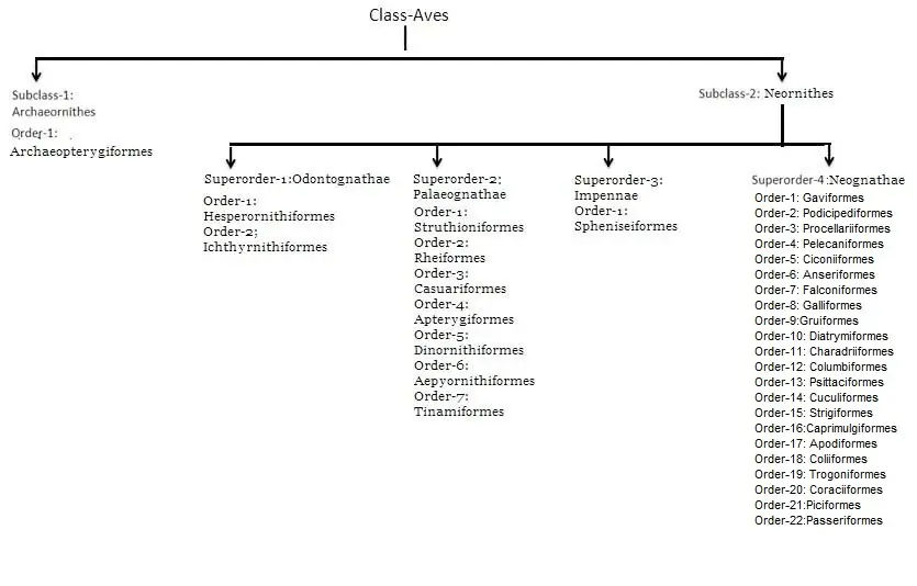 image of Aves Classification