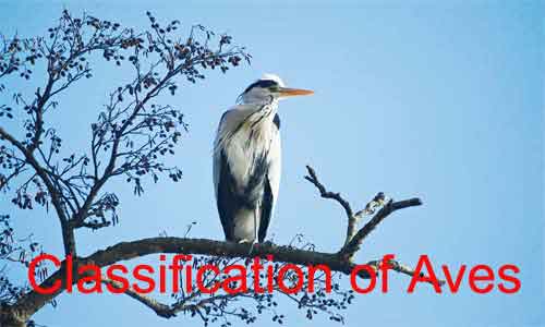 Aves: Characteristics, Classification and Examples - Biology Educare