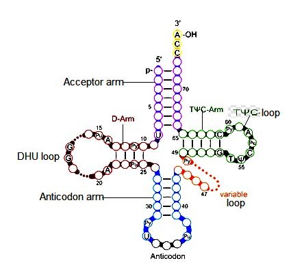 image of Clover leaf model of tRNA
