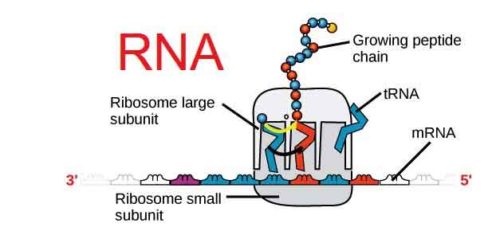 image of RNA