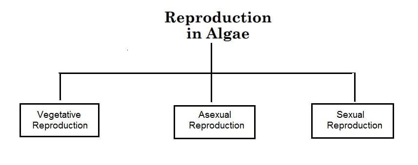 image of Reproduction types in Algae