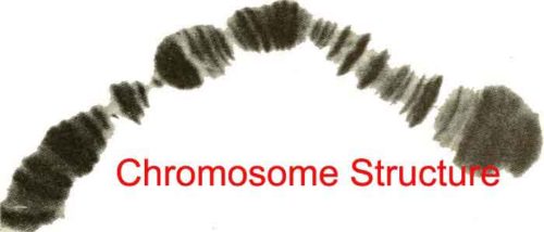 image of ATTACHMENT DETAILS chromosome-scaled.jpg March 10, 2020 14 KB 500 by 214 pixels Edit Image Delete Permanently Alt Text Describe the purpose of the image(opens in a new tab). Leave empty if the image is purely decorative.Title chromosome