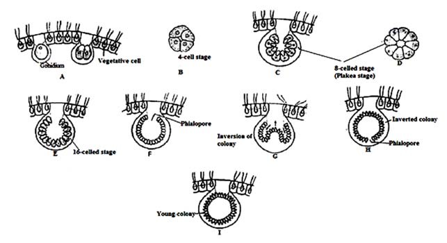 image of Asexual reproduction of volvox