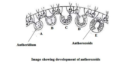 image of Development of Antherozoids