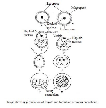 image of Germination of zygote