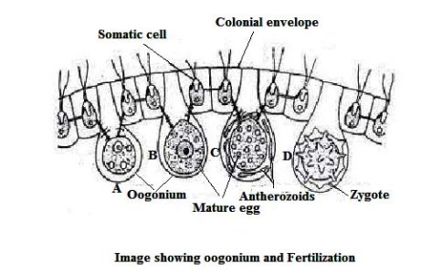 Volvox : Characteristics, Structure, and Reproduction | Biology Edu Care