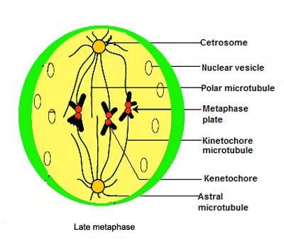 What Does Metaphase Look Like