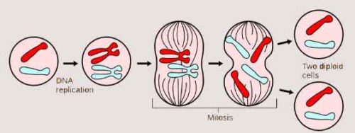 image of Mitosis