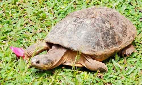 image of African-helmeted-turtle-(Pe