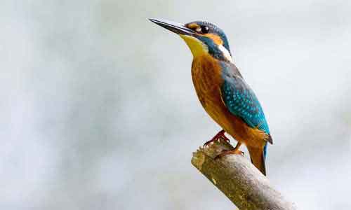 image of Alcedo atthis